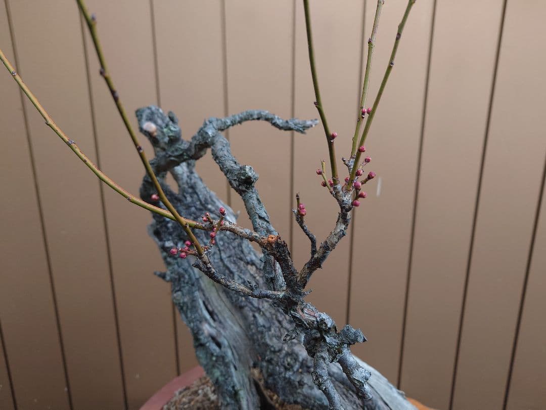 盆栽　野梅(白一重)　樹高65cm