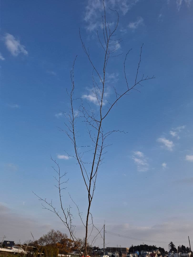 アカシデ　赤芽ソロ　－－アオダモ　アオハダ　モミジ　コハウチワカエデ　山彩り－ー