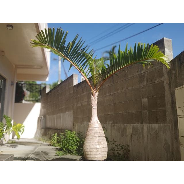 【送料別】沖縄産トックリヤシ（２５）┃人気沸騰中の徳利椰子でインテリアを楽しもう