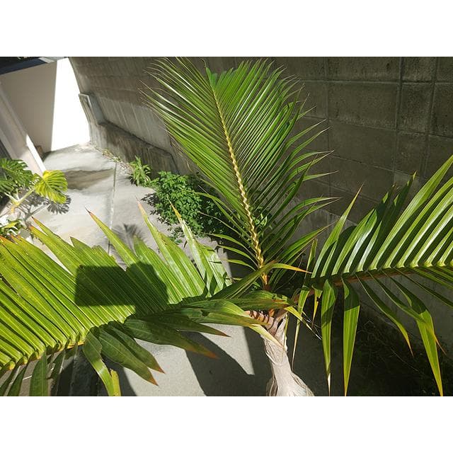 【送料別】沖縄産トックリヤシ（２５）┃人気沸騰中の徳利椰子でインテリアを楽しもう