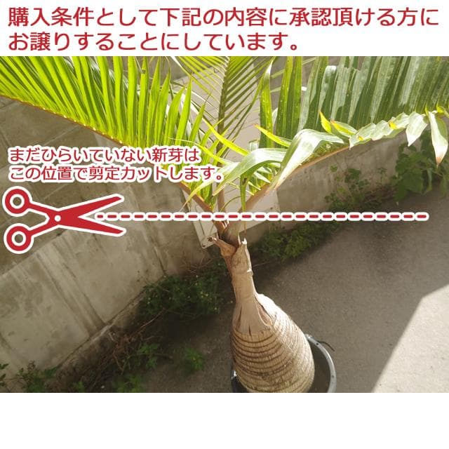 【送料別】沖縄産トックリヤシ（２５）┃人気沸騰中の徳利椰子でインテリアを楽しもう