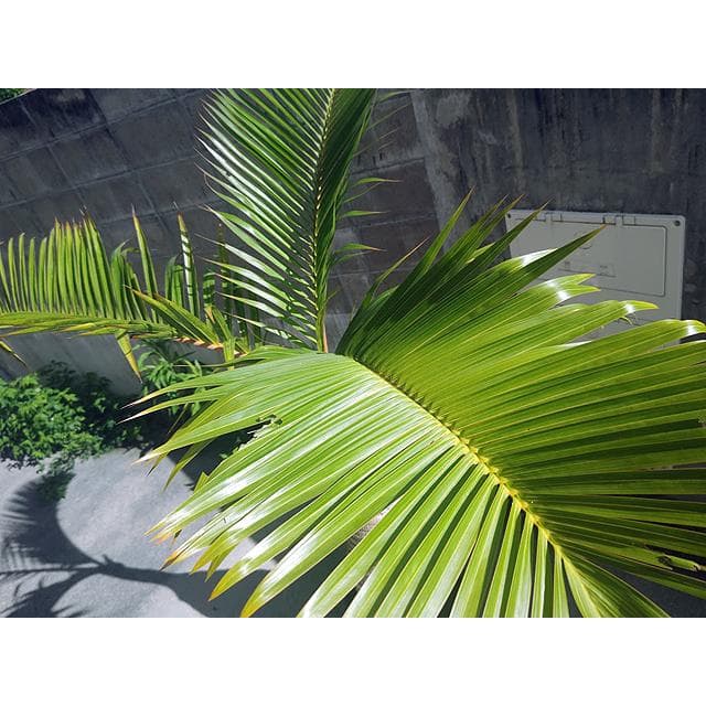 【送料別】沖縄産トックリヤシ（２５）┃人気沸騰中の徳利椰子でインテリアを楽しもう