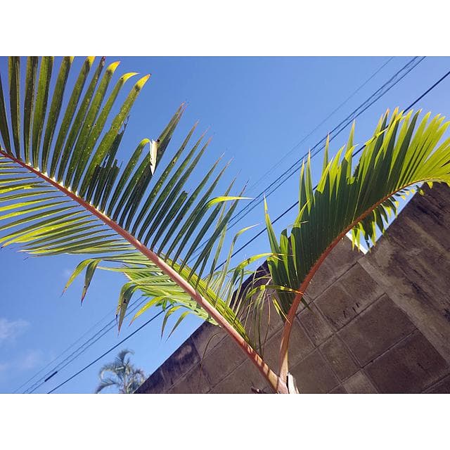 【送料別】沖縄産トックリヤシ（２５）┃人気沸騰中の徳利椰子でインテリアを楽しもう