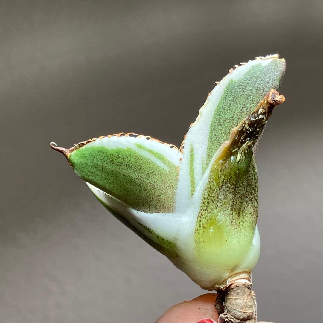 激レア【匿名配送】③ぶつぶつ　アガベ　鰐亀錦　覆輪斑　白覆輪　TC