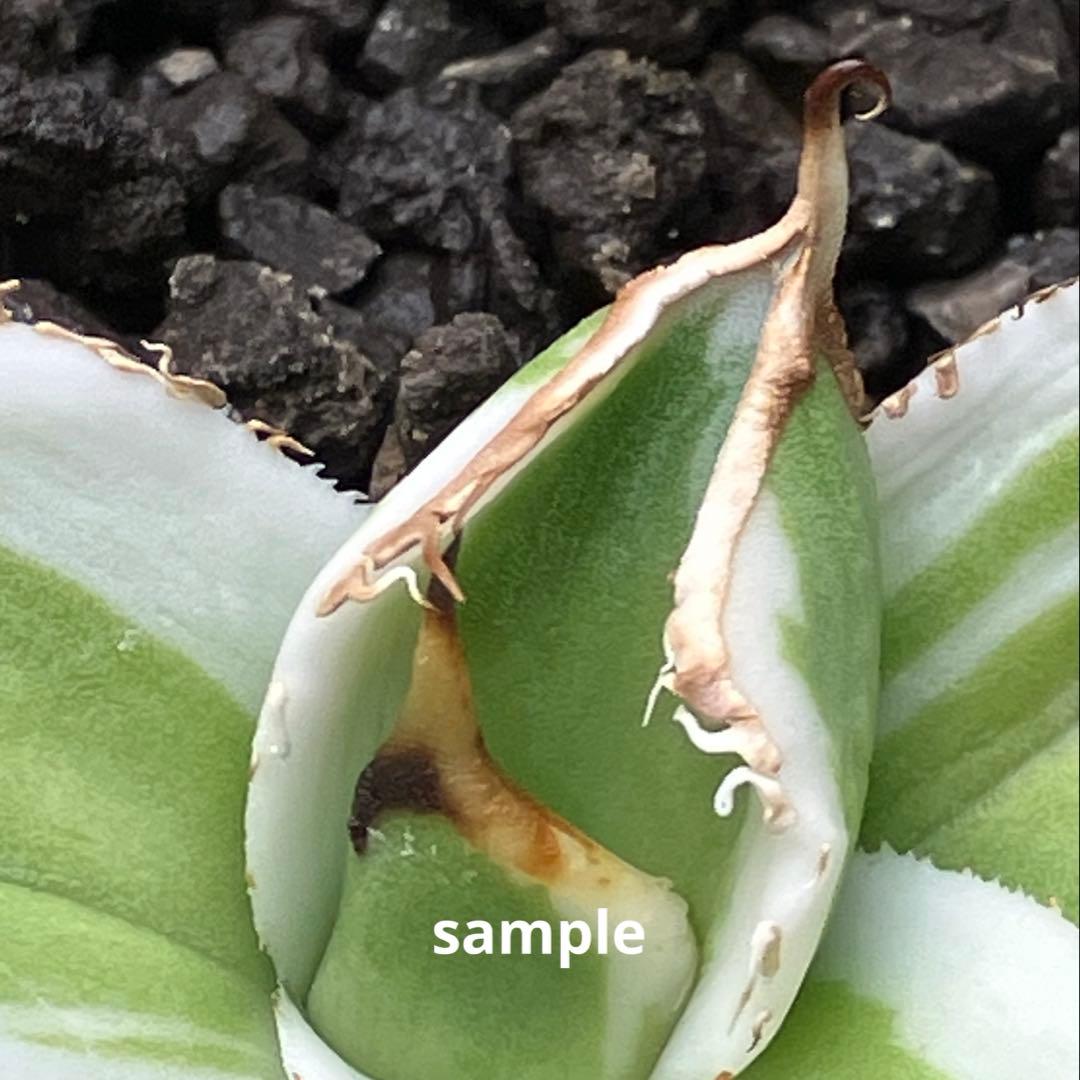 激レア【匿名配送】③ぶつぶつ　アガベ　鰐亀錦　覆輪斑　白覆輪　TC