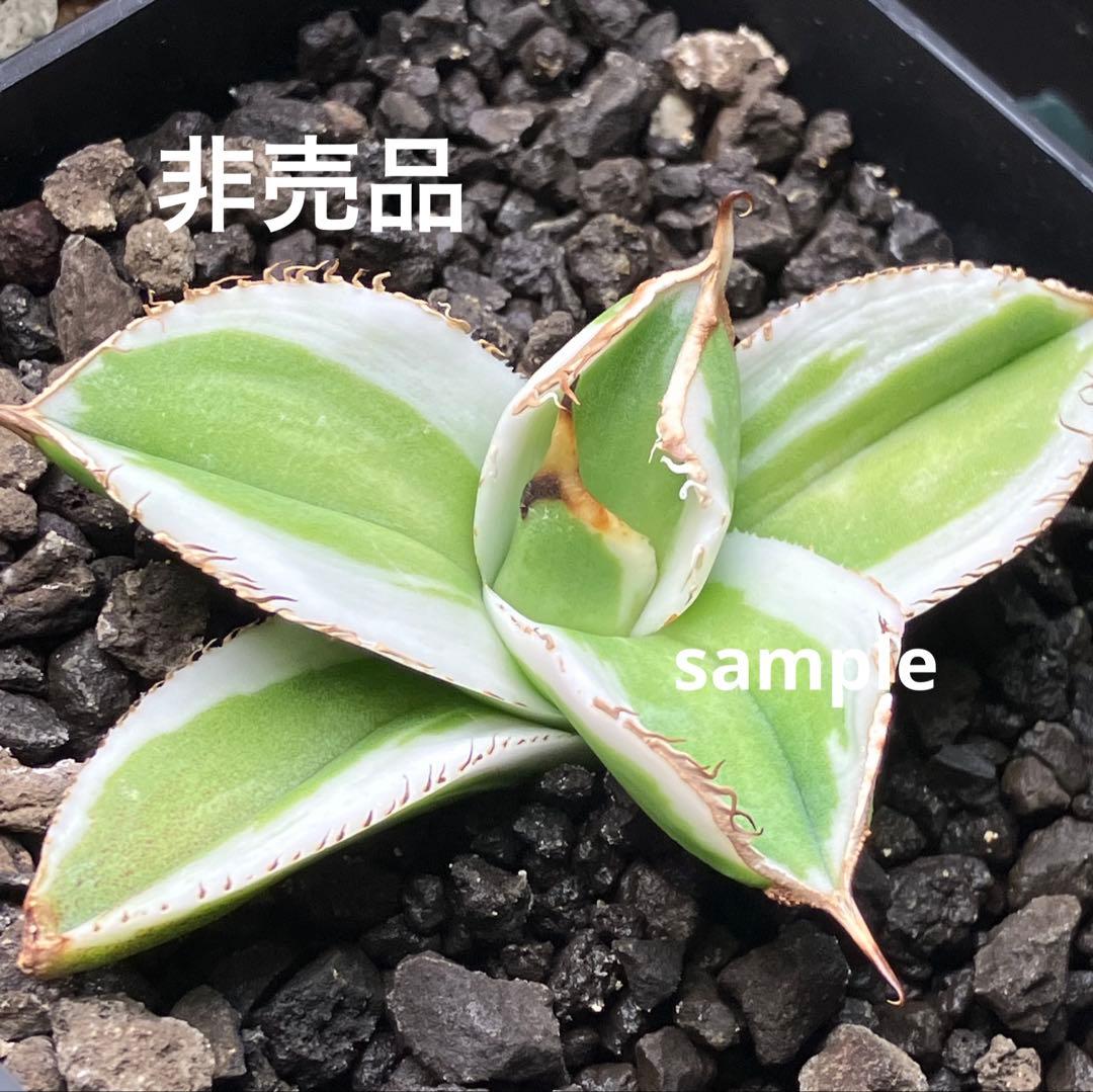 激レア【匿名配送】③ぶつぶつ　アガベ　鰐亀錦　覆輪斑　白覆輪　TC