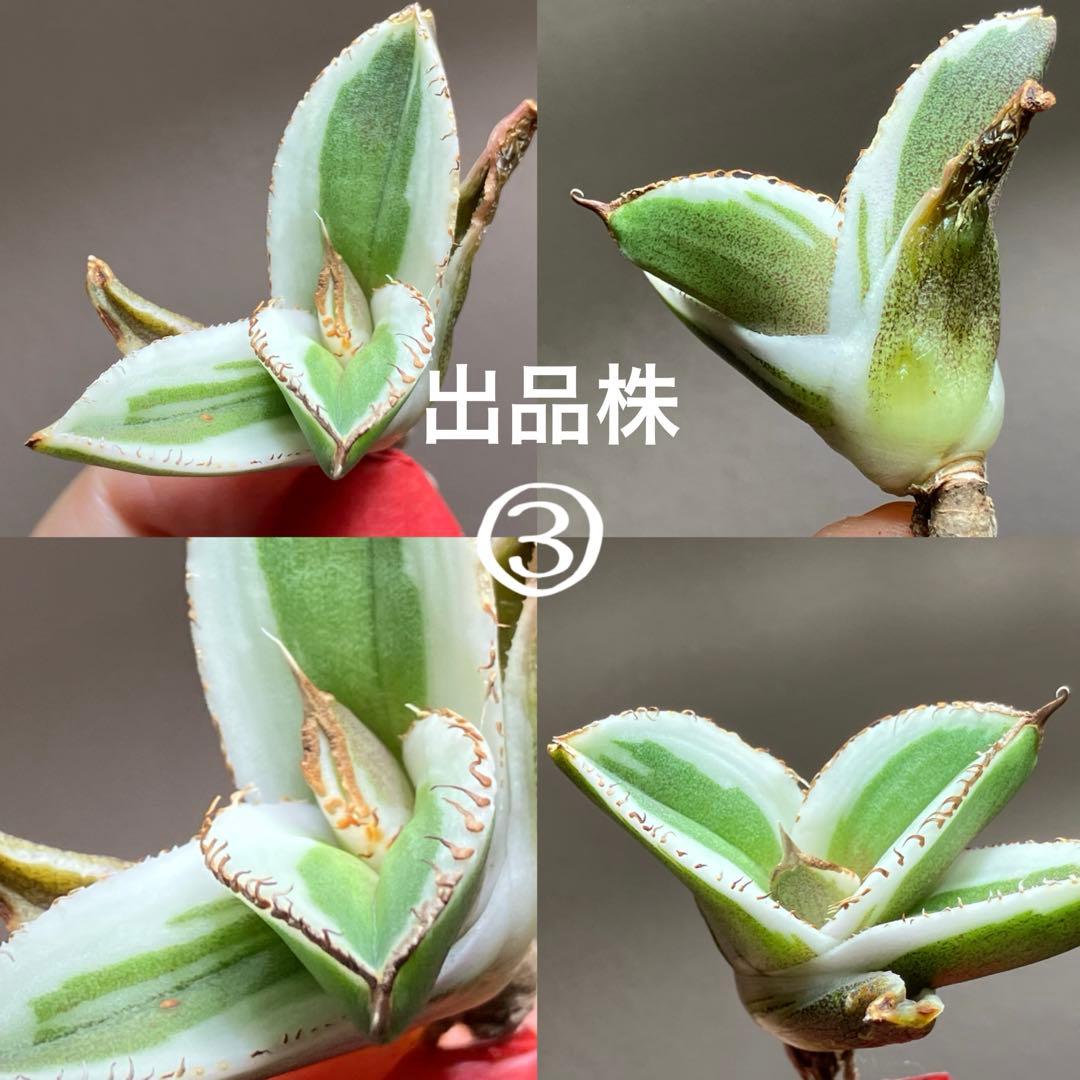 激レア【匿名配送】③ぶつぶつ　アガベ　鰐亀錦　覆輪斑　白覆輪　TC