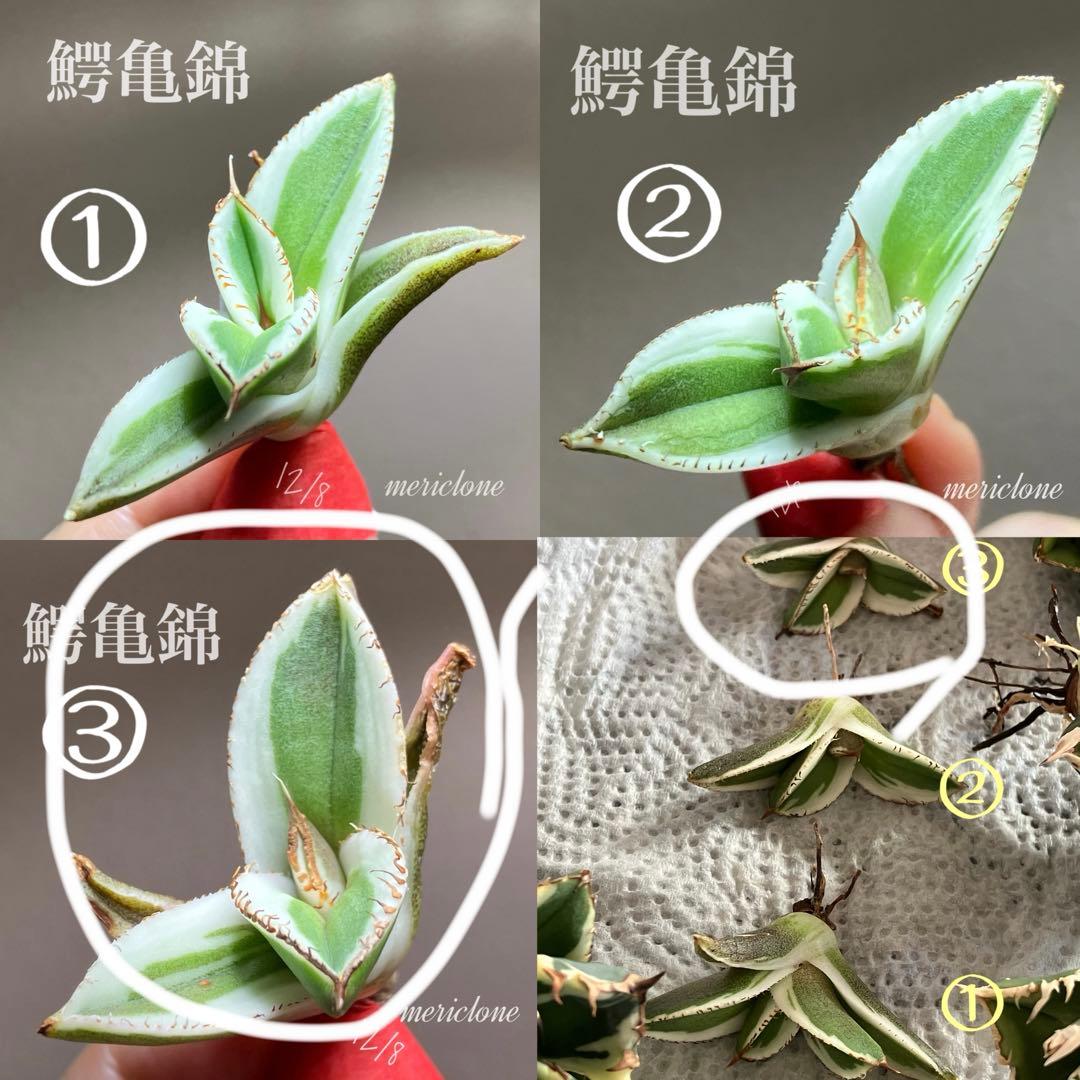 激レア【匿名配送】③ぶつぶつ　アガベ　鰐亀錦　覆輪斑　白覆輪　TC