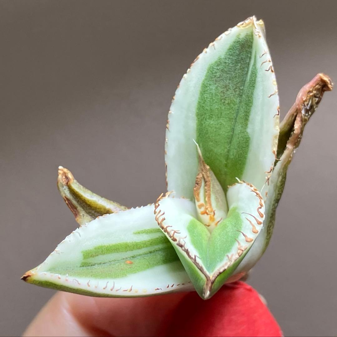 激レア【匿名配送】③ぶつぶつ　アガベ　鰐亀錦　覆輪斑　白覆輪　TC