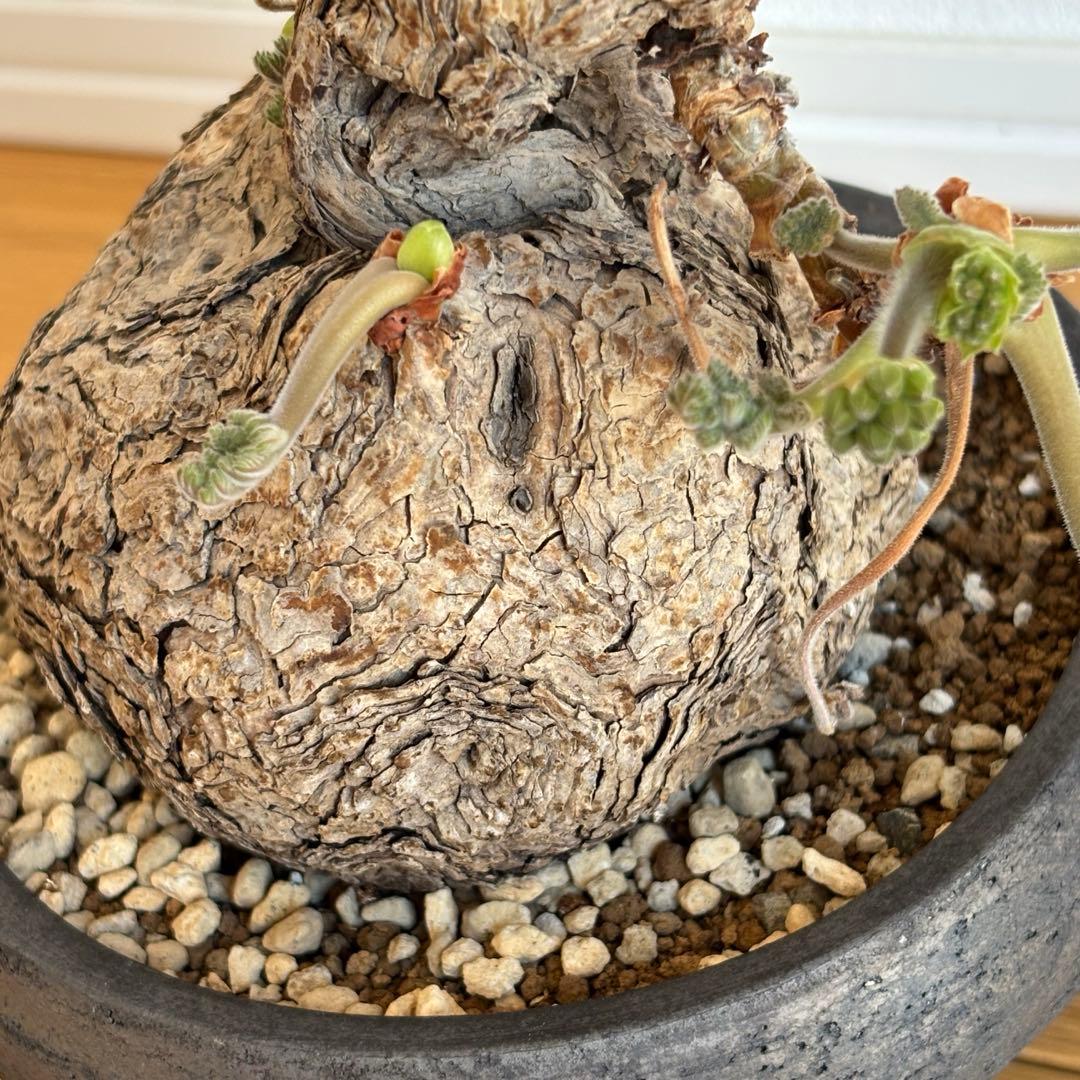 ペラルゴニウム トリステ みやび鉢 発根済み 塊根植物 コーデックス現地株