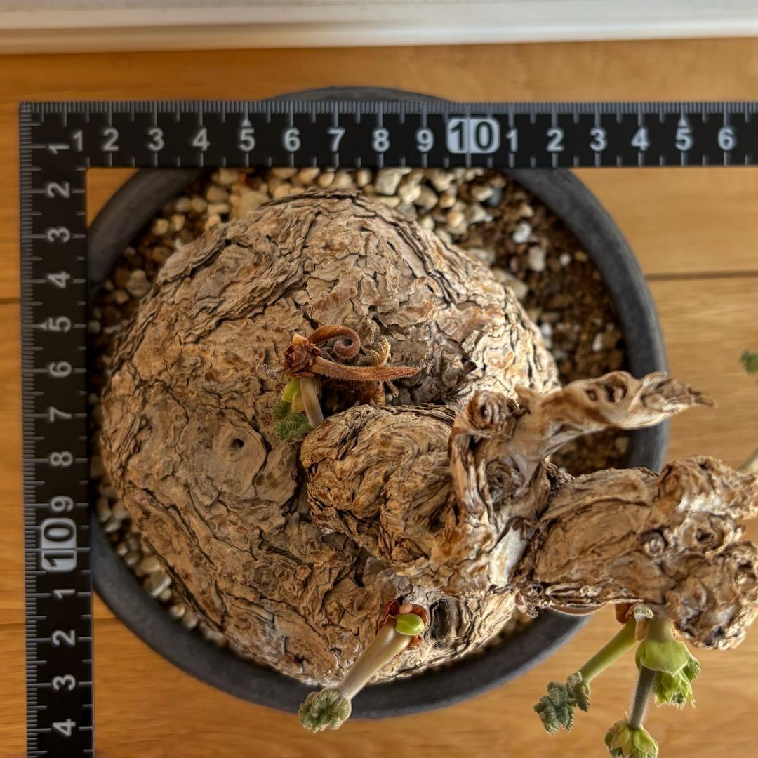 ペラルゴニウム トリステ みやび鉢 発根済み 塊根植物 コーデックス現地株