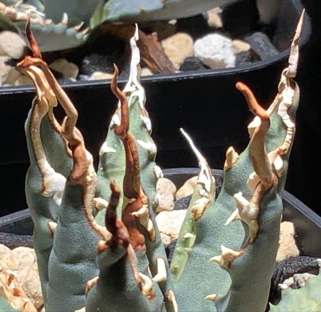 エボリスピナ 陽炎 コレクション株⑦ (極)