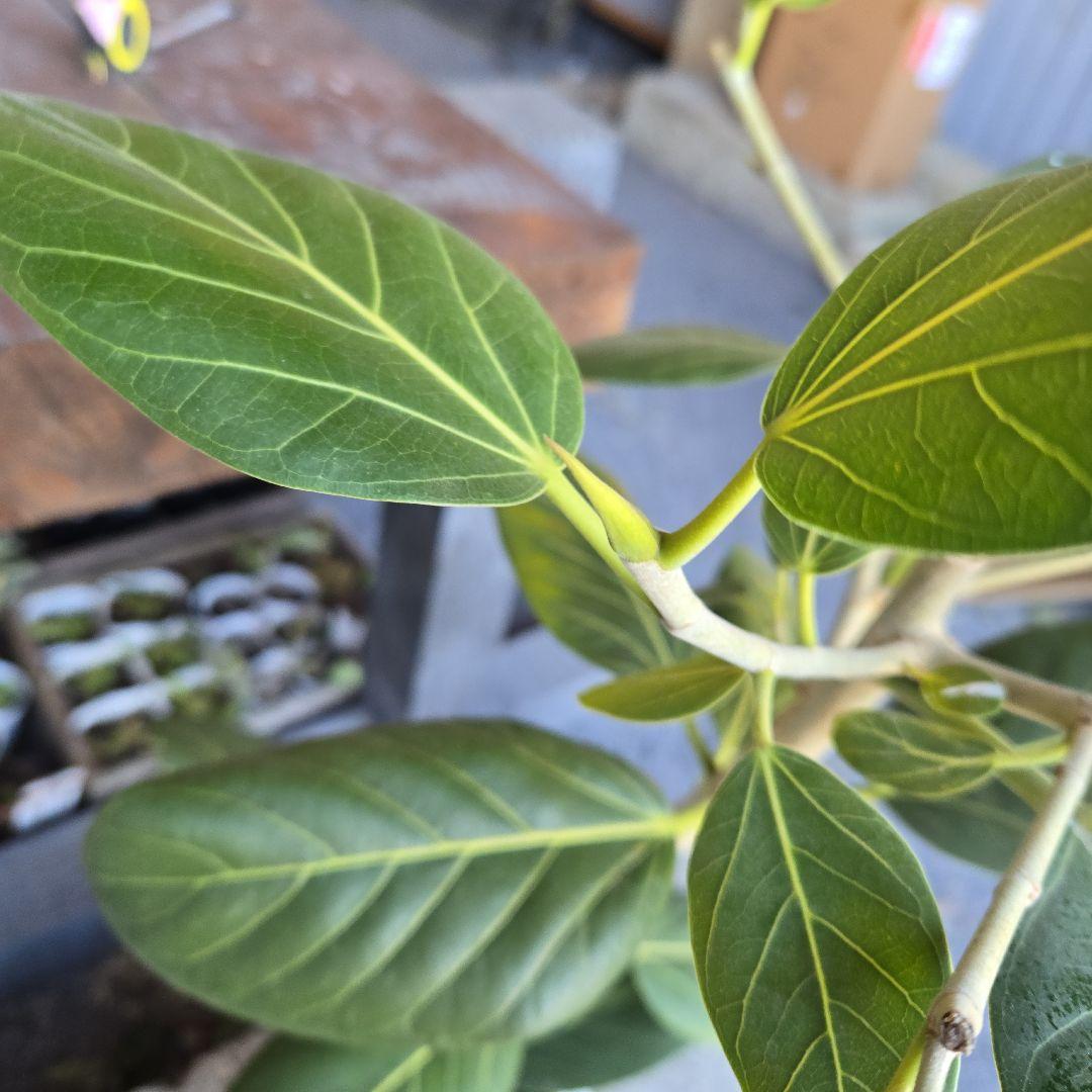 ⑤　フィカス　ベンガレンシオードリー曲がり仕立て　7号