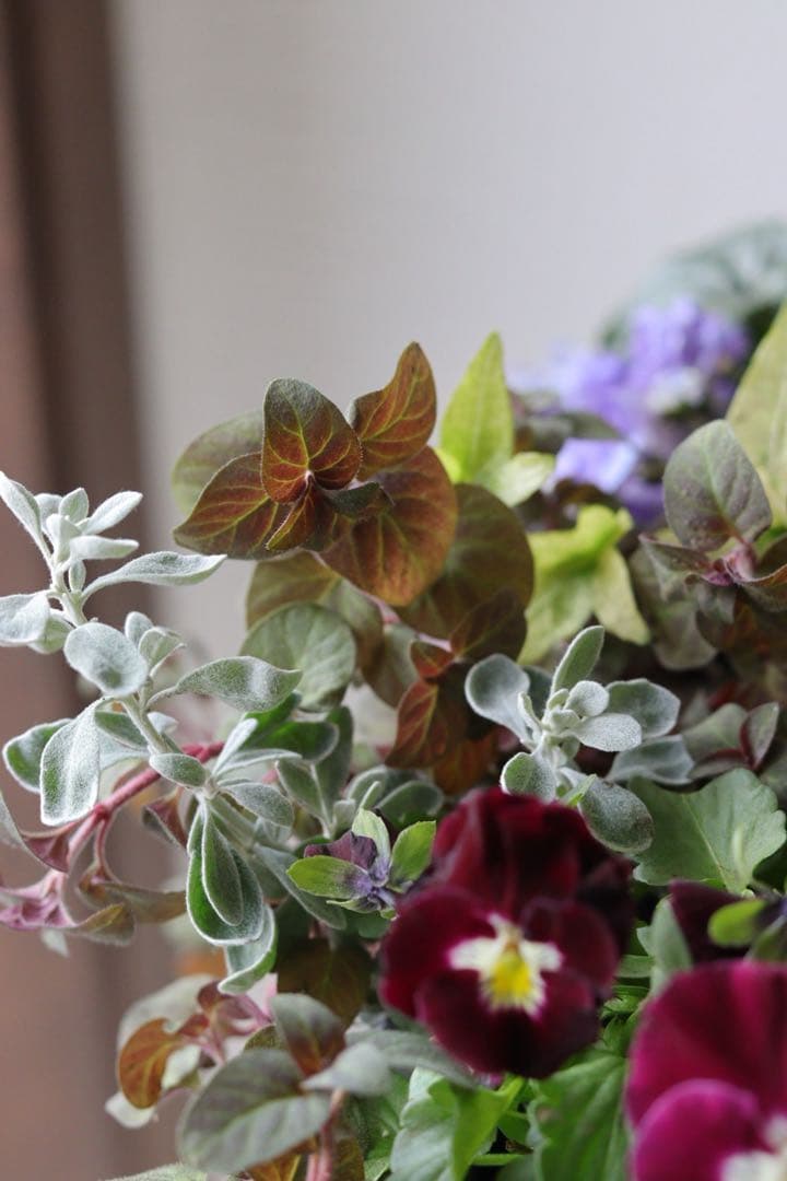 シンボルツリーに❤︎オリーブの株元寄せ植え