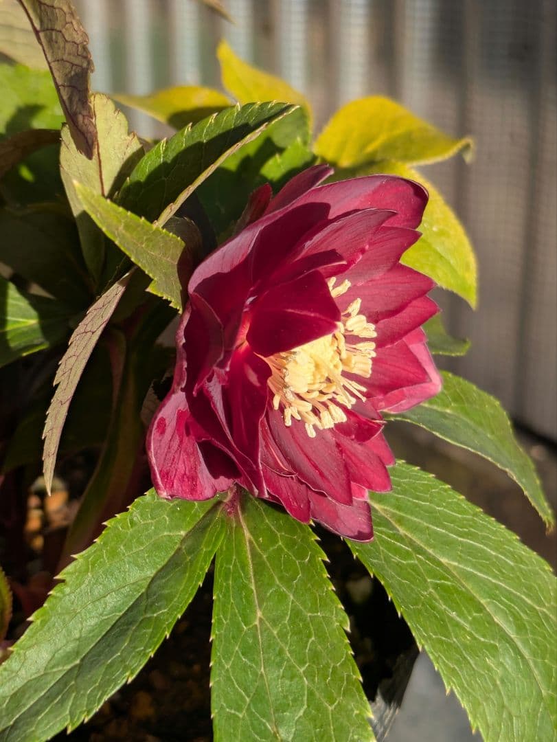 広瀬園芸 クリスマスローズ ★極上ベルベットレッドdd★