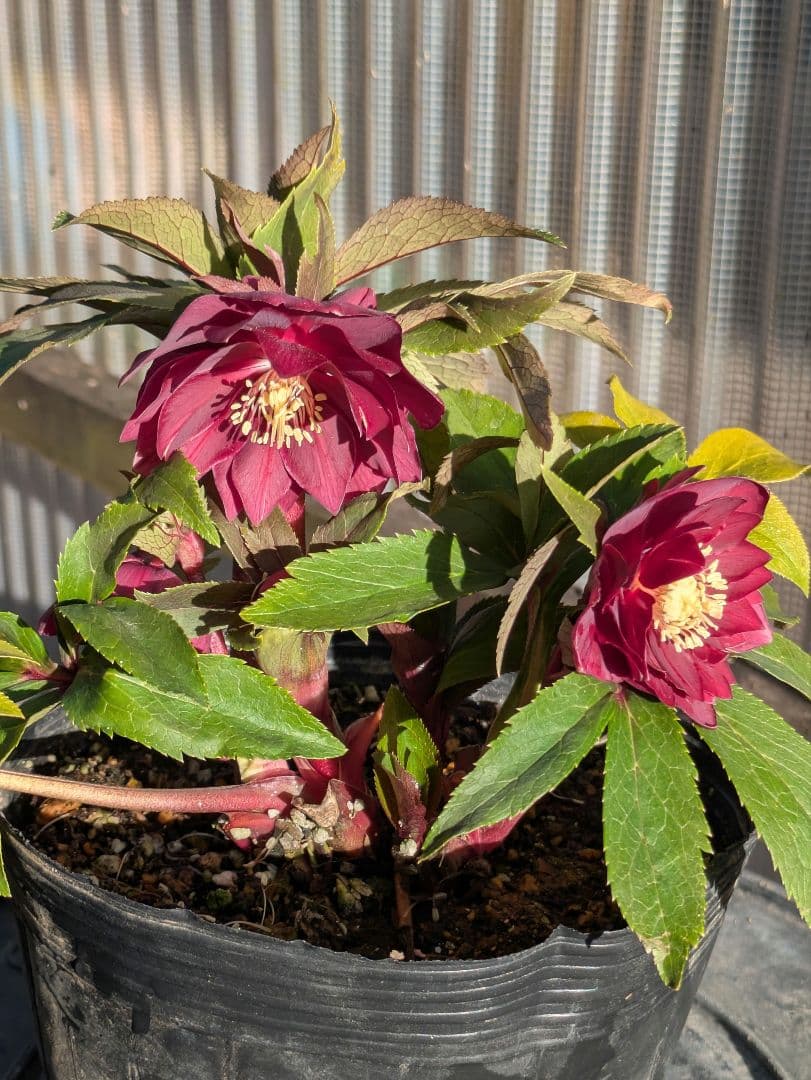 広瀬園芸 クリスマスローズ ★極上ベルベットレッドdd★