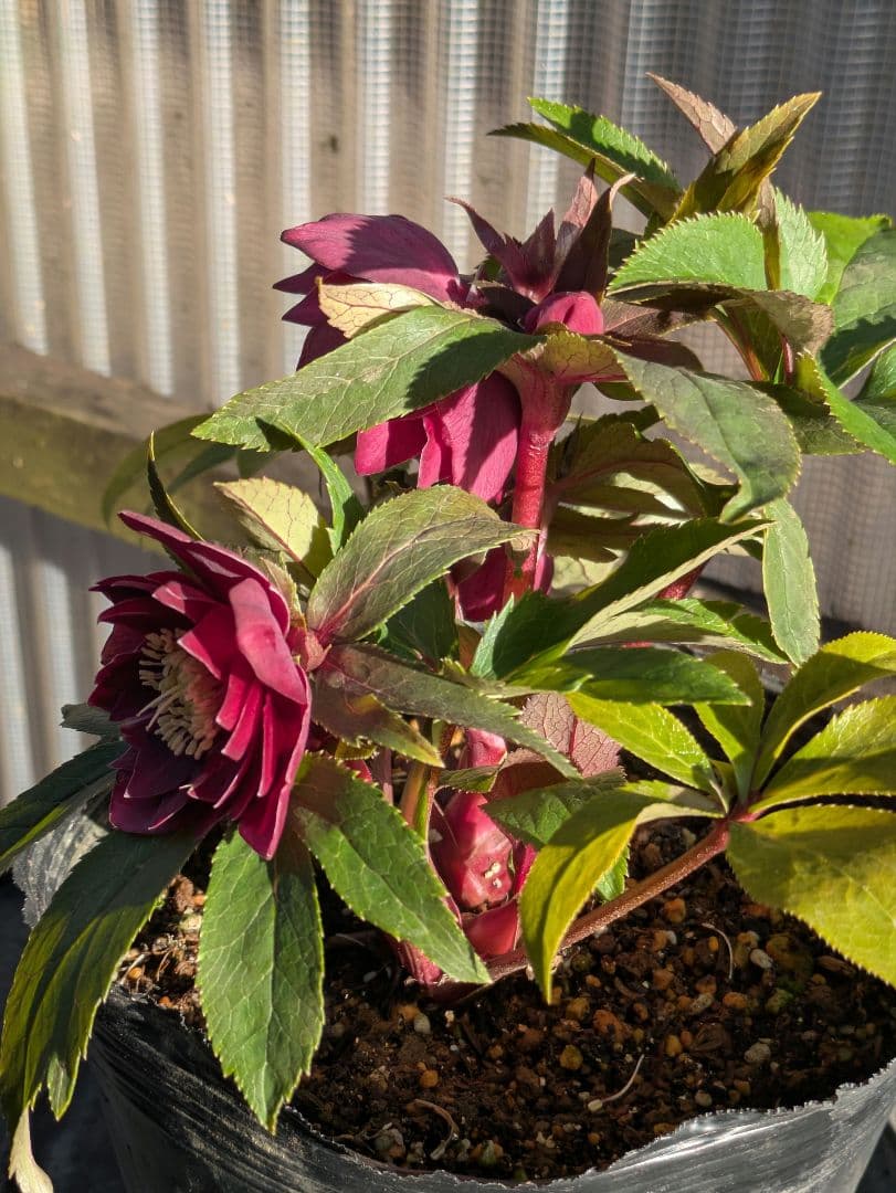 広瀬園芸 クリスマスローズ ★極上ベルベットレッドdd★