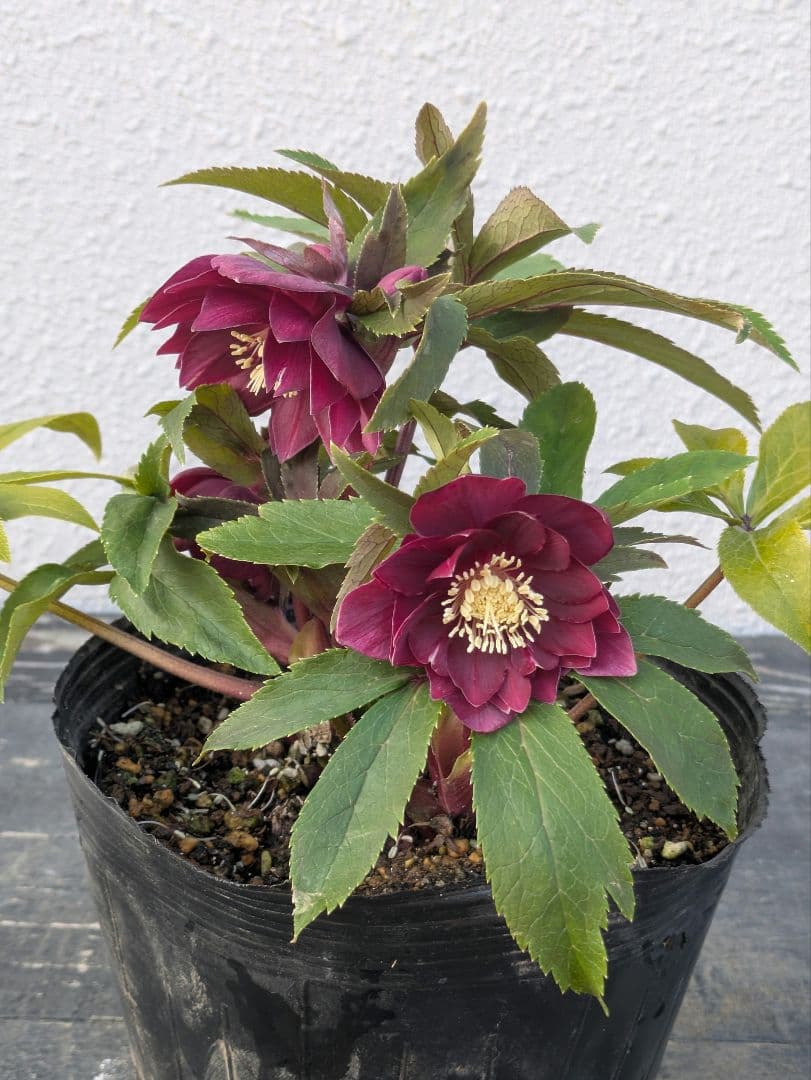 広瀬園芸 クリスマスローズ ★極上ベルベットレッドdd★