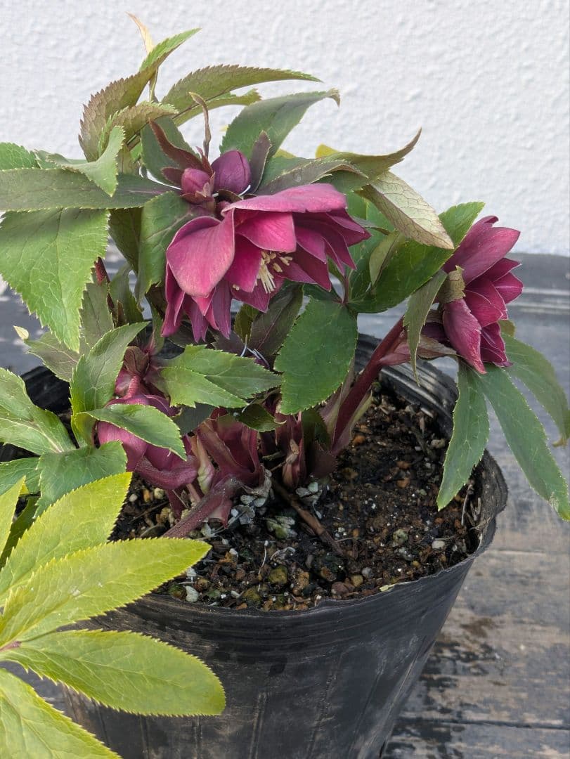 広瀬園芸 クリスマスローズ ★極上ベルベットレッドdd★