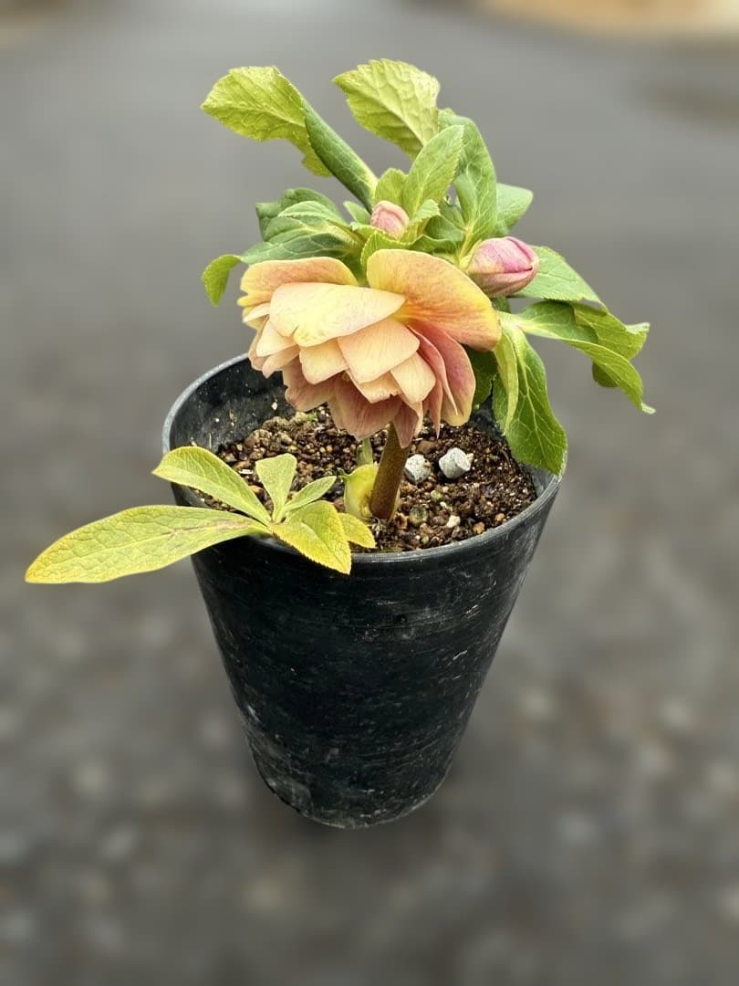 ★素晴らしい！オーレア、レッドぼかし★ソレイユ風★クリスマスローズ開花株