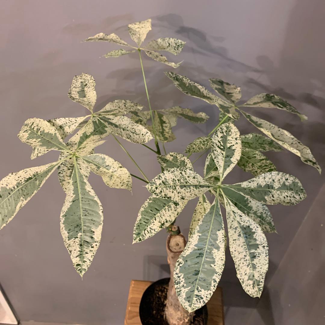 パキラ ミルキーウェイ 5号 5