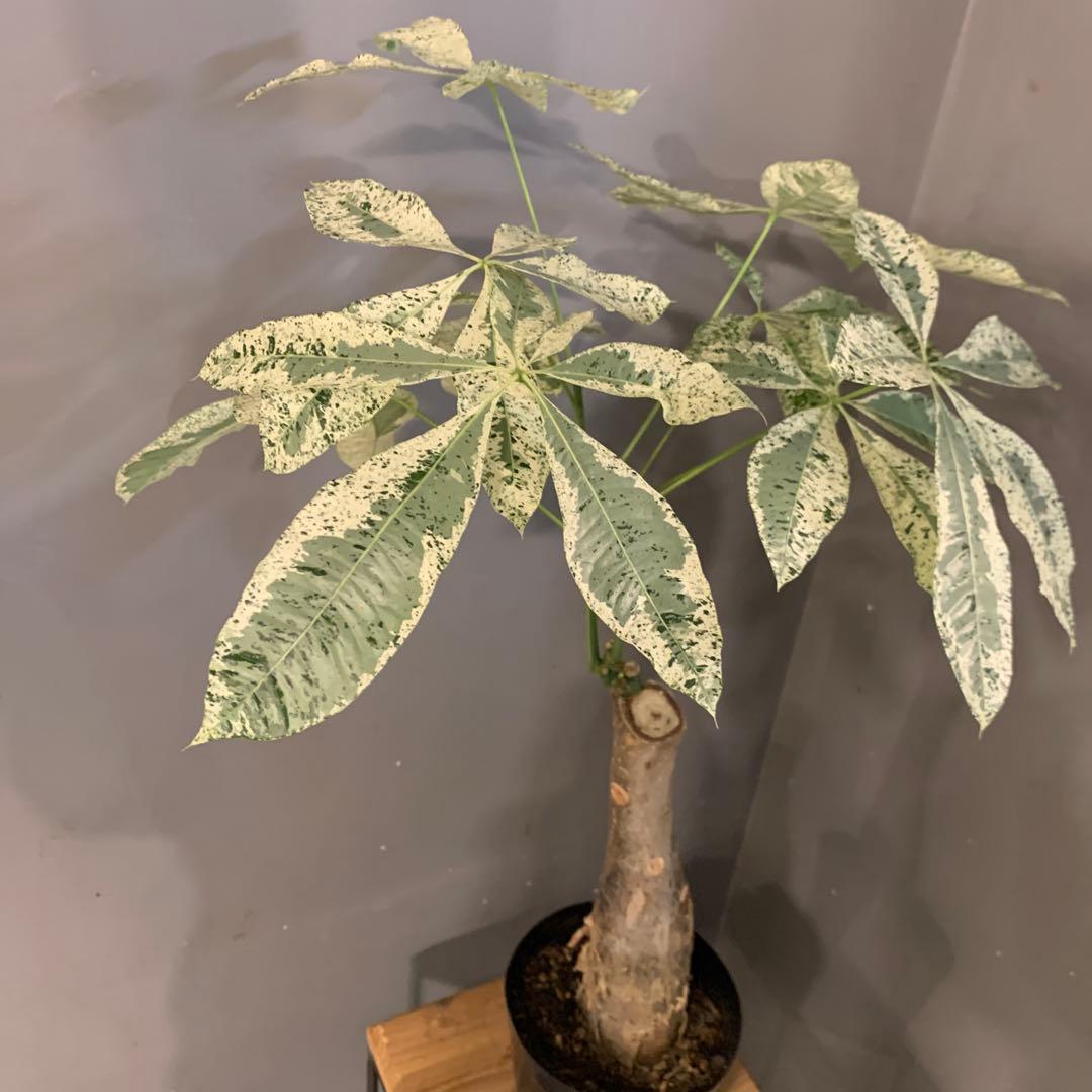 パキラ ミルキーウェイ 5号 5