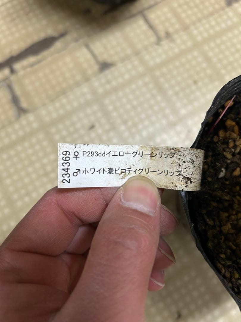 加藤農園 グリーンリップ クリスマスローズ 同梱可能