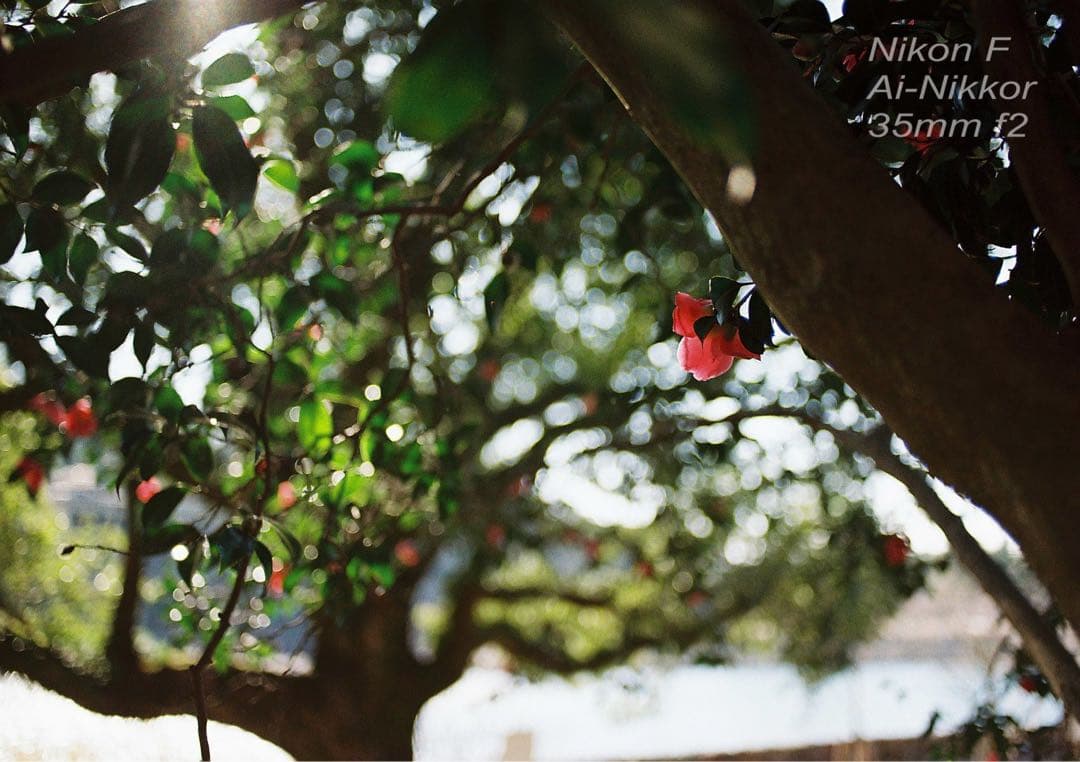 nikon f フォトミック★完動品＊美品＊初期保証★35mm f2！★作例必見