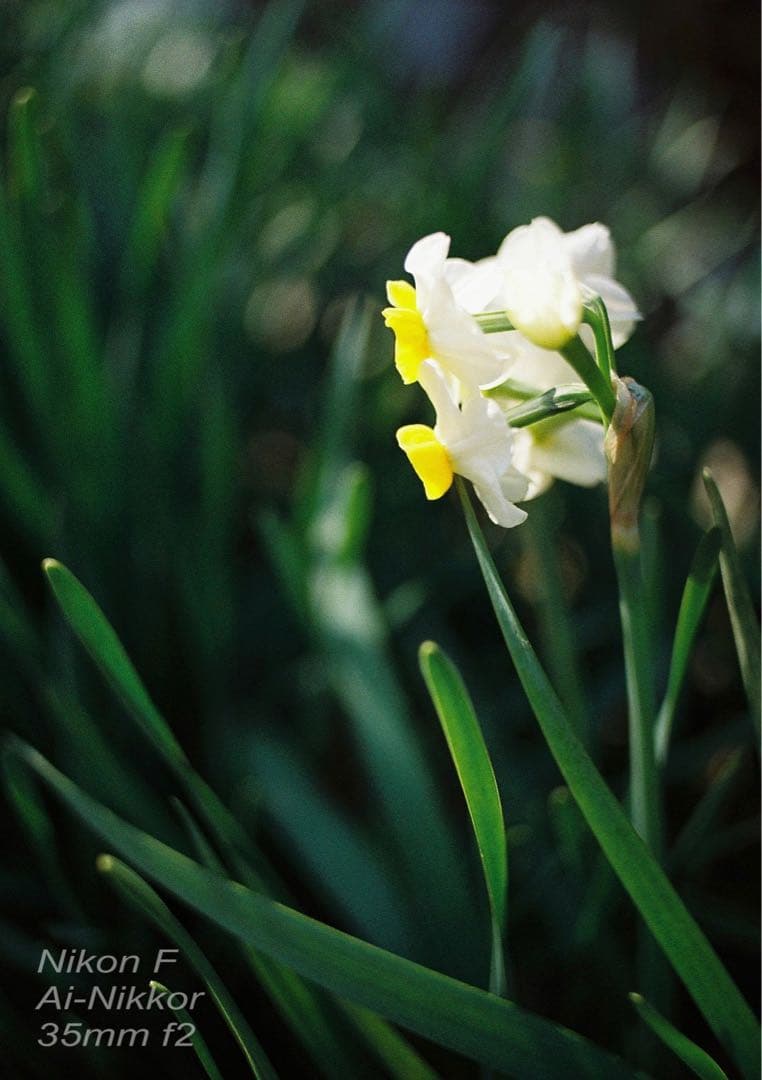 nikon f フォトミック★完動品＊美品＊初期保証★35mm f2！★作例必見