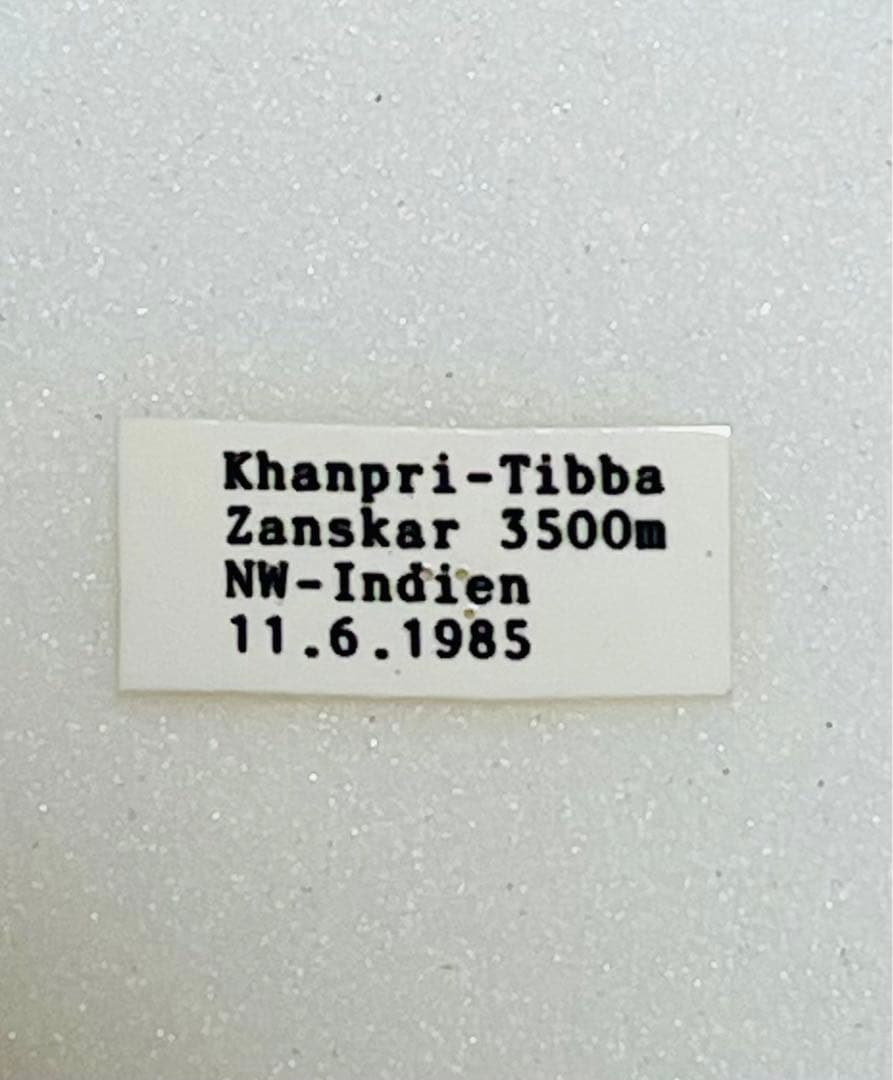 パルナシウス・ハードウィッキー（1オス、インドザンスカール産）