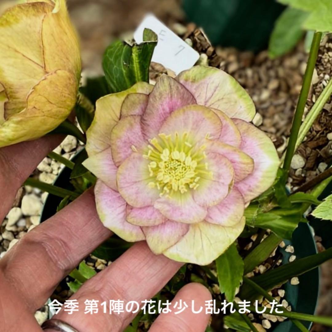 ヒ*イ様 ■かすり桜利休風■ 今季株分け クリスマスローズ