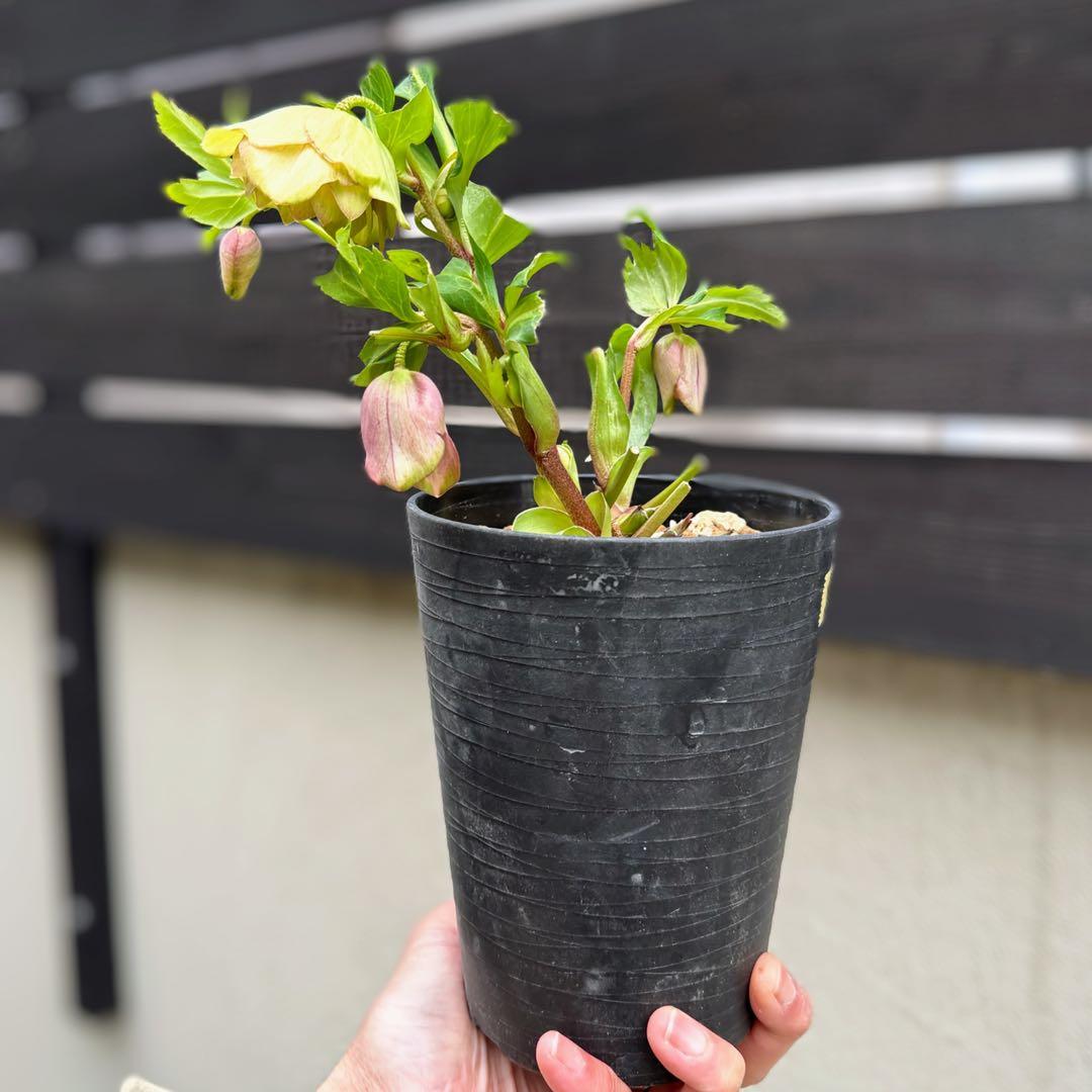 ヒ*イ様 ■かすり桜利休風■ 今季株分け クリスマスローズ