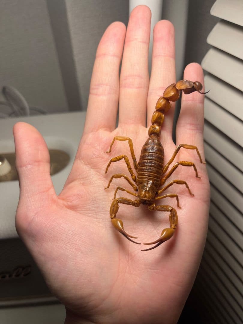 【標本】イエローファットテールスコーピオン 全長9cm程 タランチュラムカデ