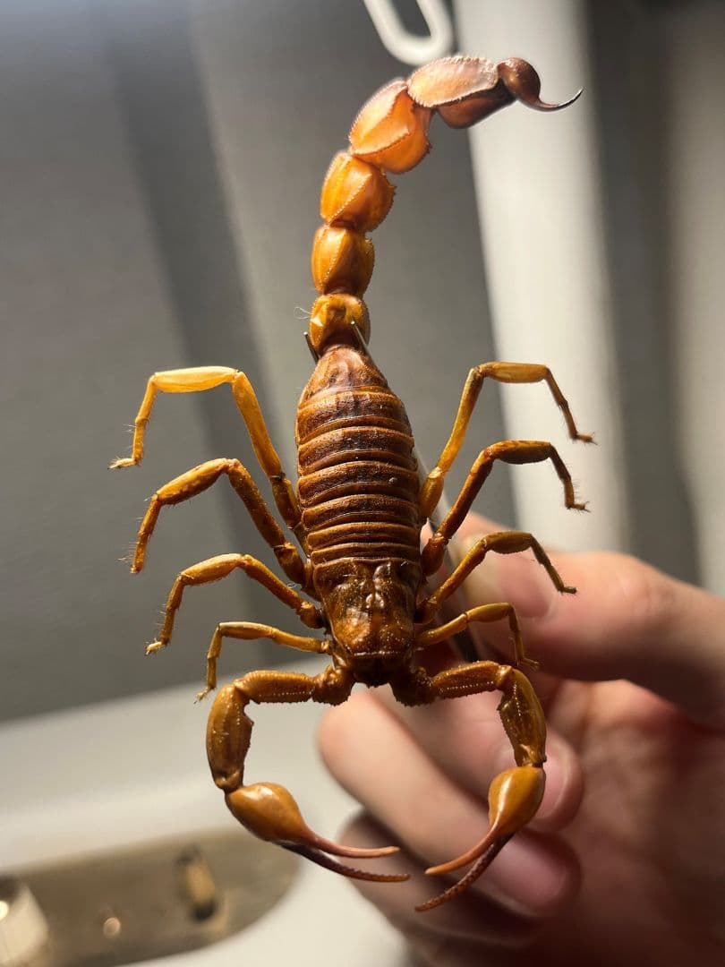 【標本】イエローファットテールスコーピオン 全長9cm程 タランチュラムカデ
