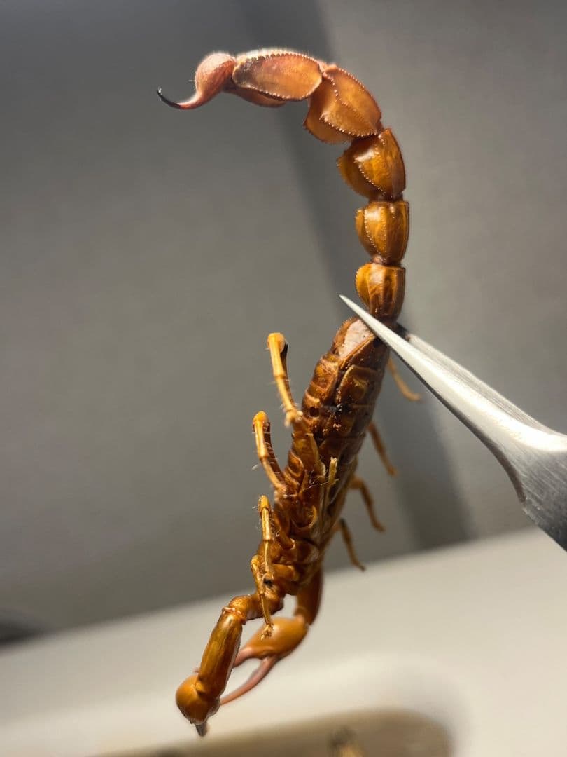 【標本】イエローファットテールスコーピオン 全長9cm程 タランチュラムカデ