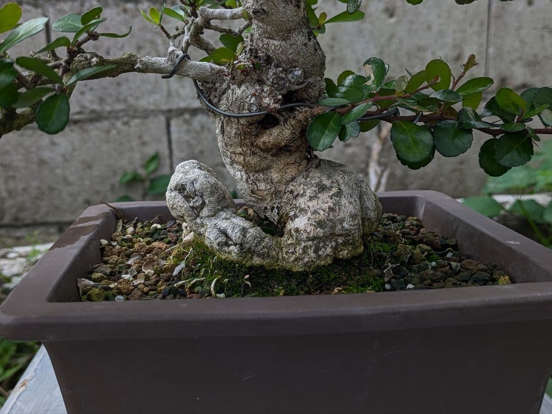 ハリツルマサキ盆栽