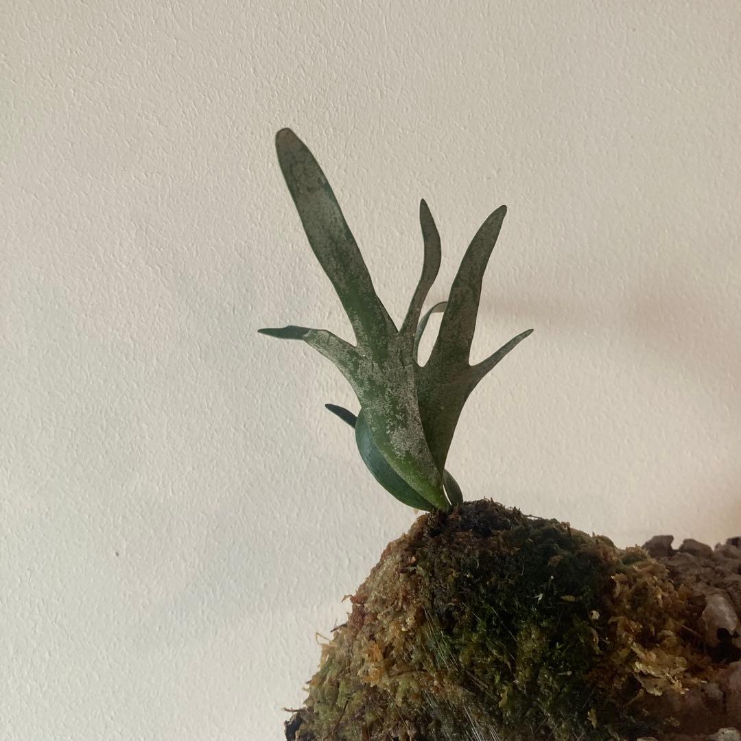 P.Willinckii Bacteria sporelingウイリンキー