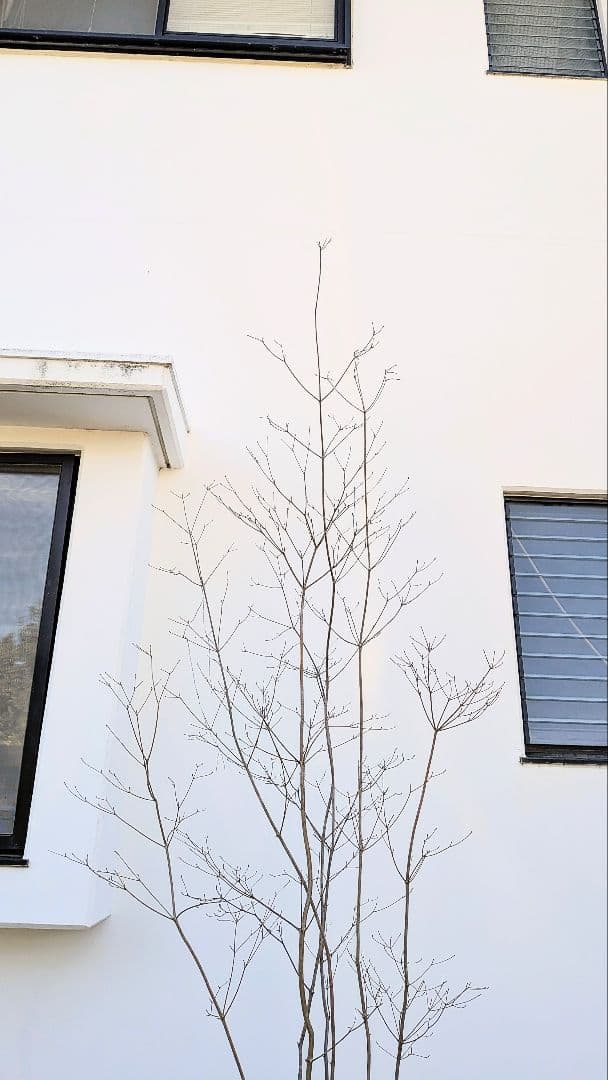 特大。至極。山採りドウダンツツジ。