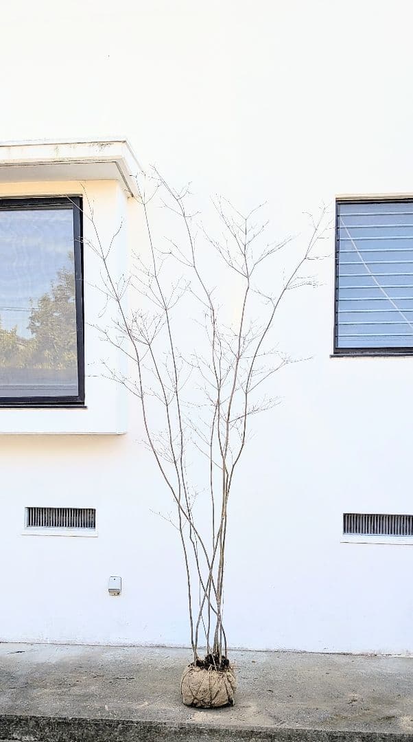 特大。至極。山採りドウダンツツジ。