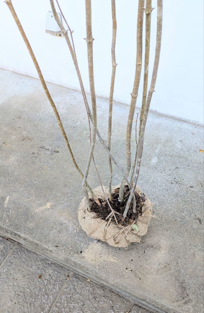 特大。至極。山採りドウダンツツジ。