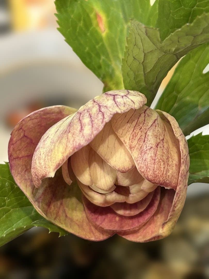 ラ*ズ様 クリスマスローズ　オーレア苗