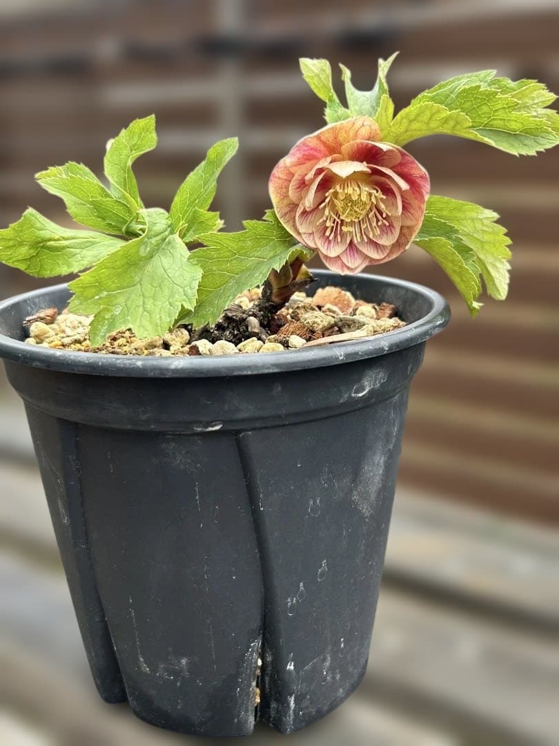 ラ*ズ様 クリスマスローズ　オーレア苗