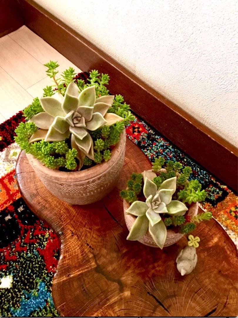 完売　　森で完全野生化！【朧月＊森村万年草】インドの可愛い鉢植え＊大小セットで！