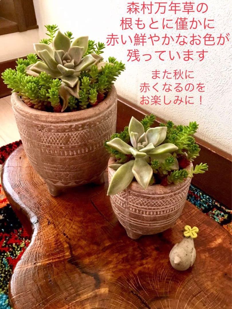 完売　　森で完全野生化！【朧月＊森村万年草】インドの可愛い鉢植え＊大小セットで！
