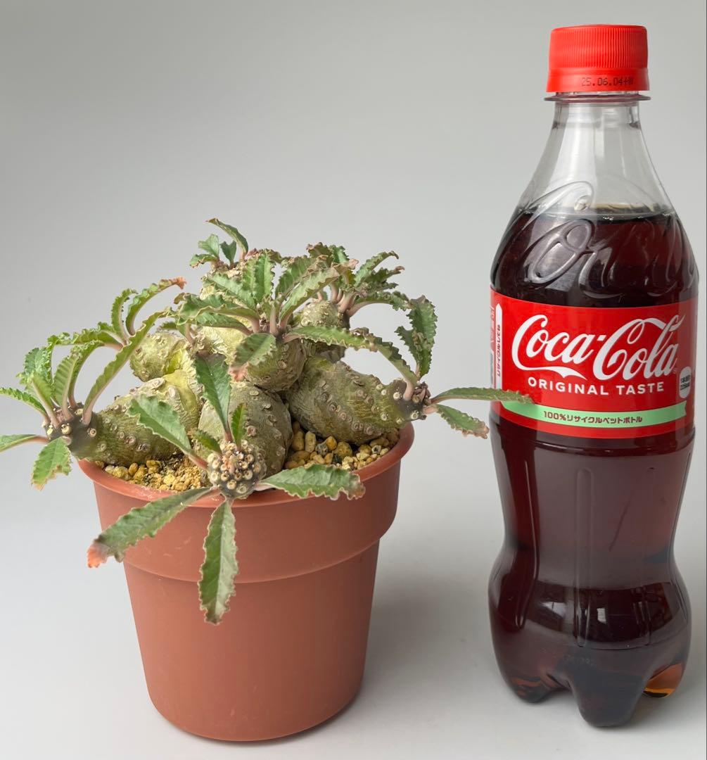 【レア/塊根植物】ドルステニア ラブラニー オス株（大株）鉢植え ③