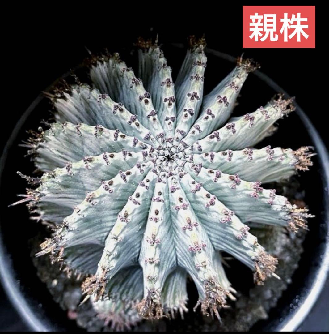 ユーフォルビアホリダ ダルマzebra カキ子 特大サイズ