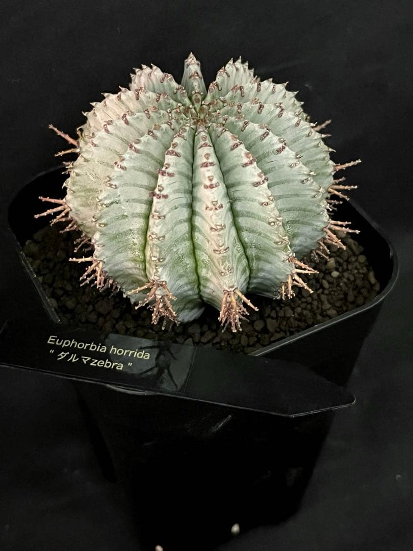 ユーフォルビアホリダ ダルマzebra カキ子 特大サイズ