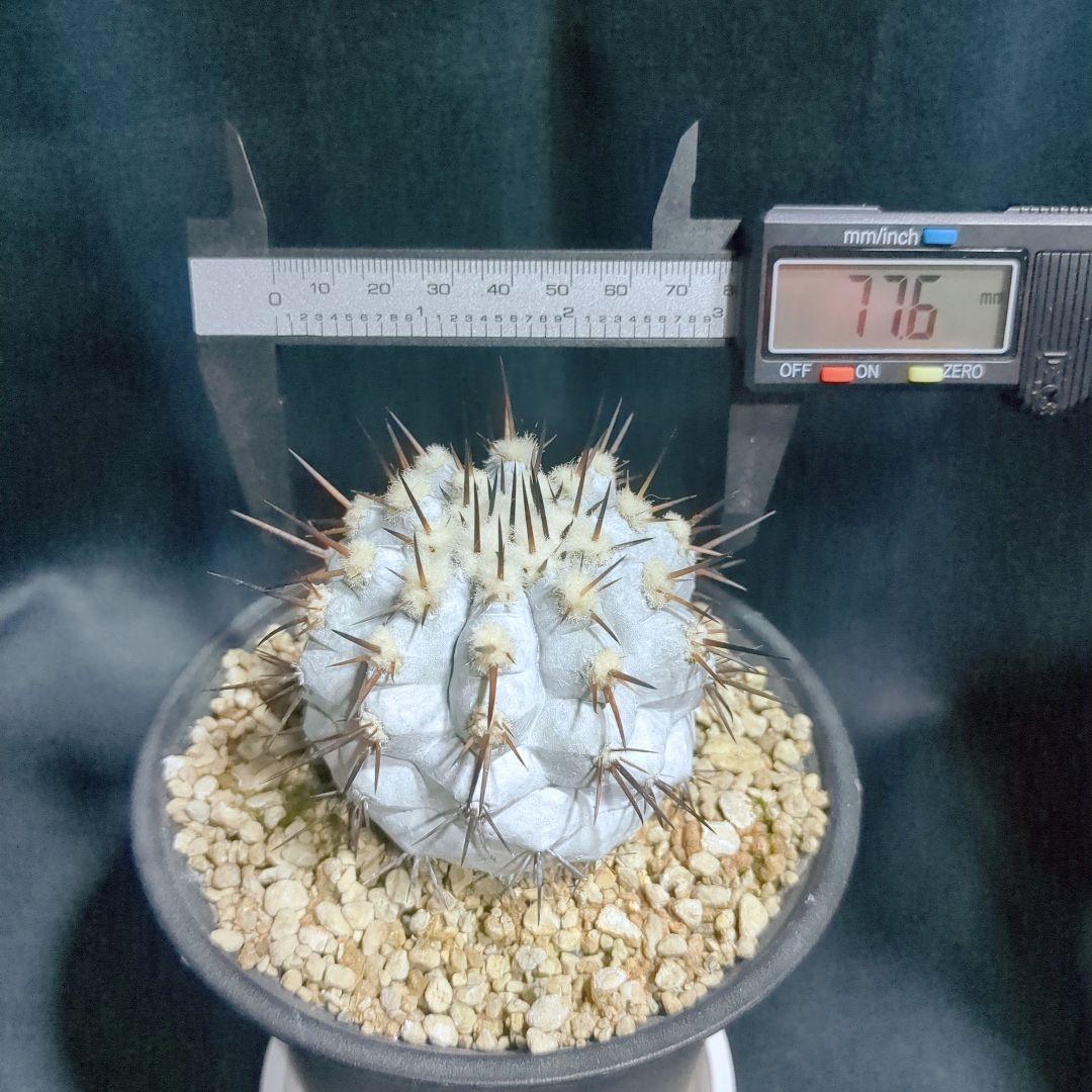 Copiapoa　コピアポア シネレア　黒王丸　美株