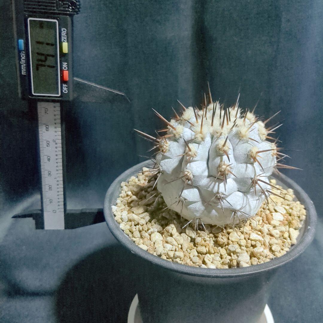 Copiapoa　コピアポア シネレア　黒王丸　美株