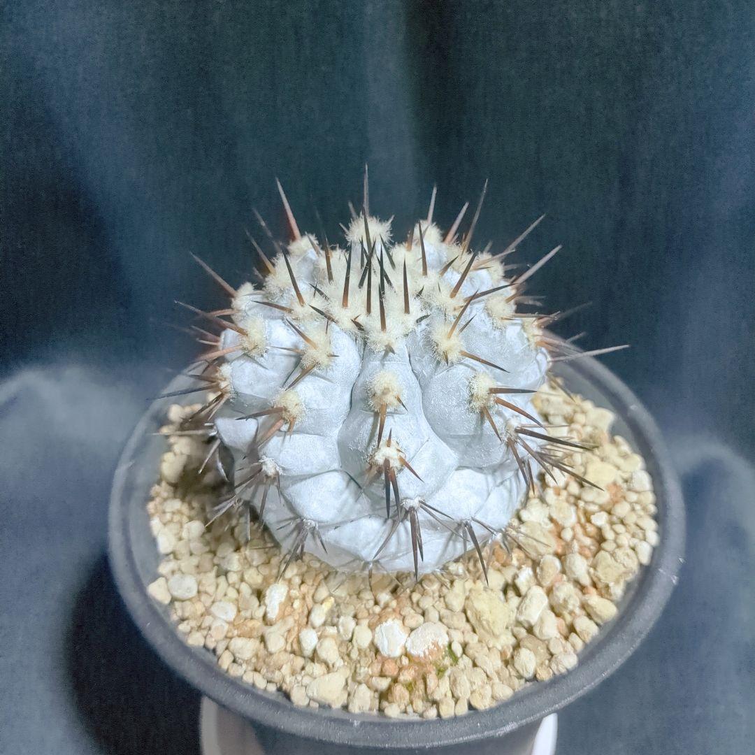 Copiapoa　コピアポア シネレア　黒王丸　美株